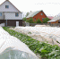 good vegetable garden-2022-luh.jpg - Луховицкие вести