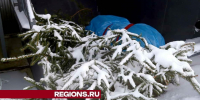 Луховичанам рассказали, куда после праздников сдать елку на переработку - Regions.Ru