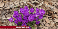 В округе Луховицы потеплеет от 1 до 15 градусов выше нуля - Regions.Ru