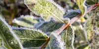 Подмосковье ожидает резкий перепад температур с +15°C до +0°C - Regions.Ru